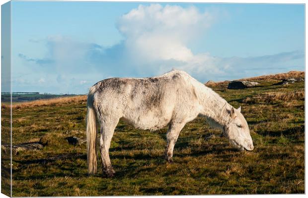Bodmin Moor Pony Canvas Print by David Wilkins