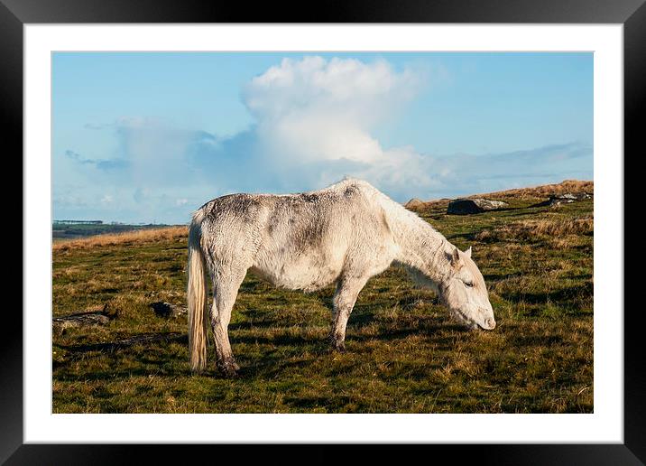 Bodmin Moor Pony Framed Mounted Print by David Wilkins