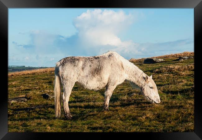 Bodmin Moor Pony Framed Print by David Wilkins
