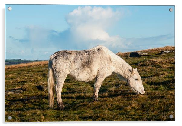 Bodmin Moor Pony Acrylic by David Wilkins