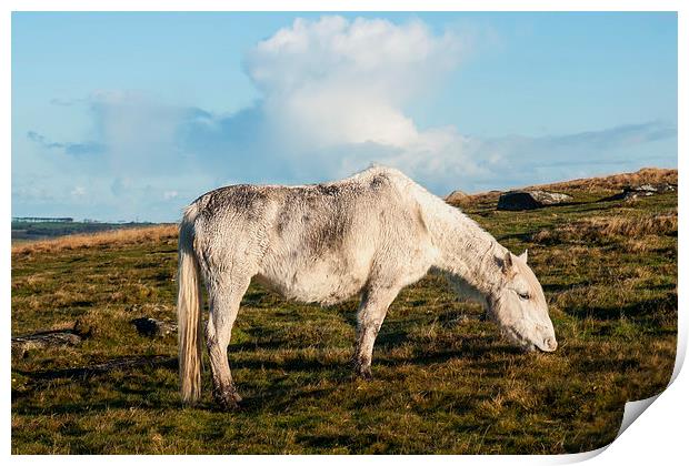 Bodmin Moor Pony Print by David Wilkins