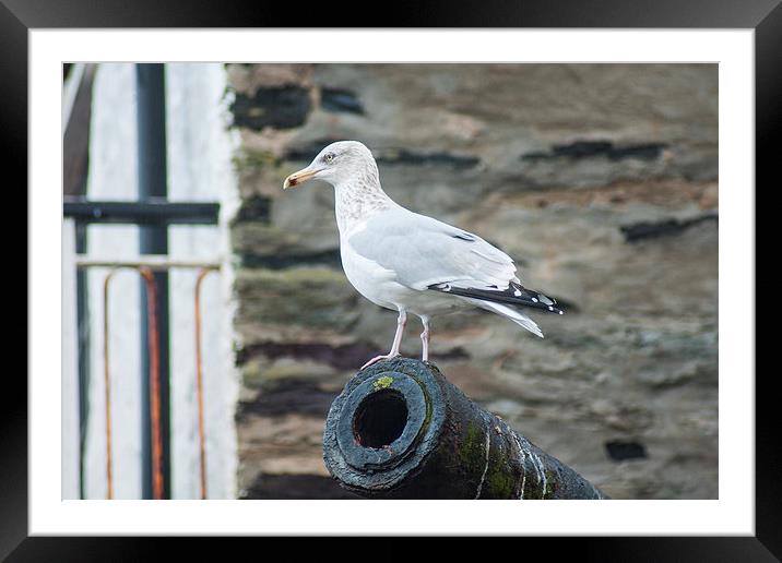 Port Isaac Seagull Framed Mounted Print by David Wilkins