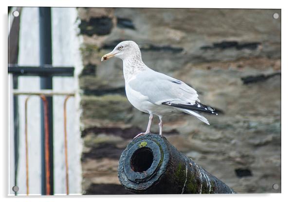 Port Isaac Seagull Acrylic by David Wilkins