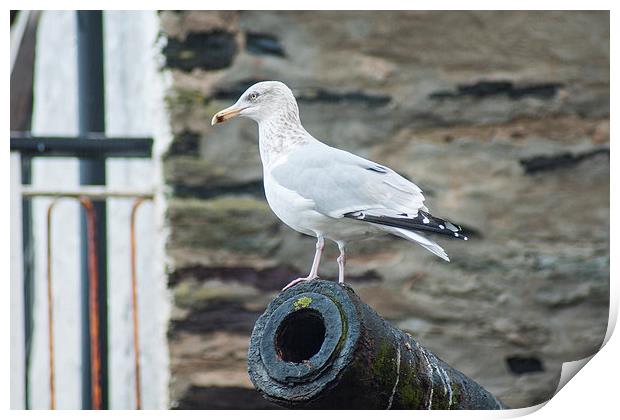 Port Isaac Seagull Print by David Wilkins