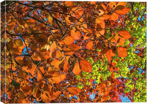 Copper Beech Canvas Print by Victor Burnside