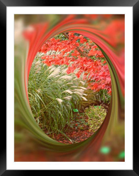 Acer and Bamboo. Framed Mounted Print by Heather Goodwin