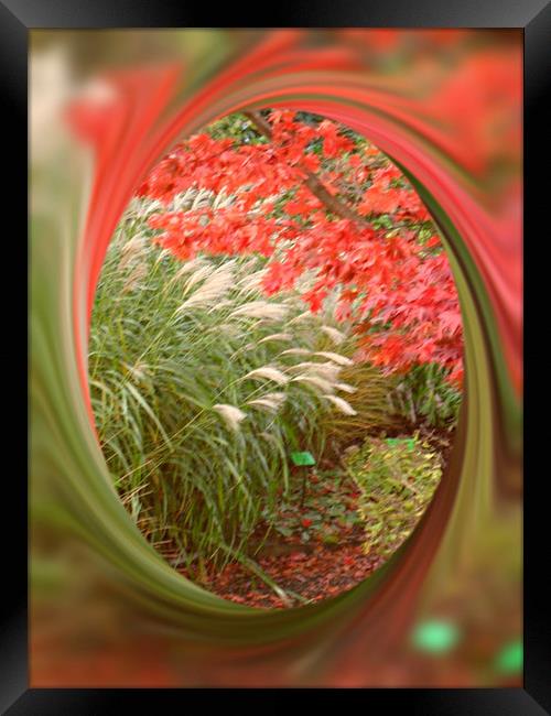 Acer and Bamboo. Framed Print by Heather Goodwin