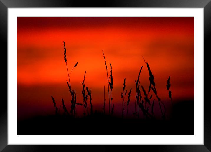 Silhouette Grasses At Sunset #2 Framed Mounted Print by Darren Burroughs