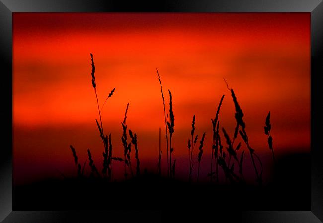 Silhouette Grasses At Sunset #2 Framed Print by Darren Burroughs