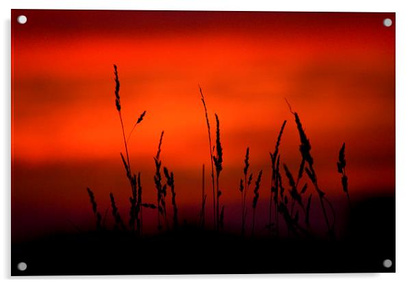 Silhouette Grasses At Sunset #2 Acrylic by Darren Burroughs