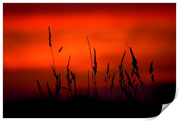 Silhouette Grasses At Sunset #2 Print by Darren Burroughs