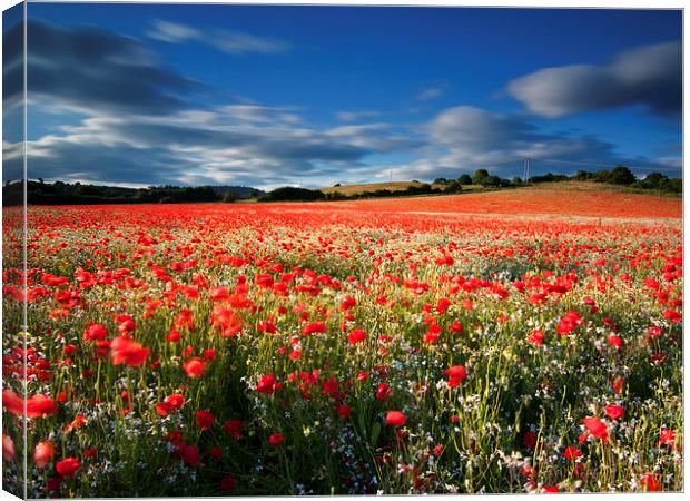 Poppy Field Canvas Print by Lloyd Horgan