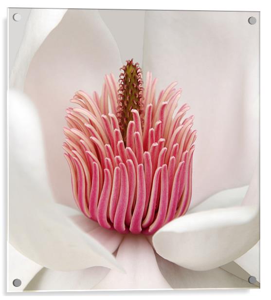 Magnolia Acrylic by Brian Haslam