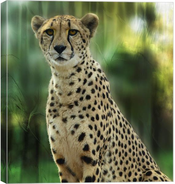 Cheetah Spots Canvas Print by Elaine Manley