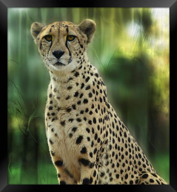 Cheetah Spots Framed Print by Elaine Manley