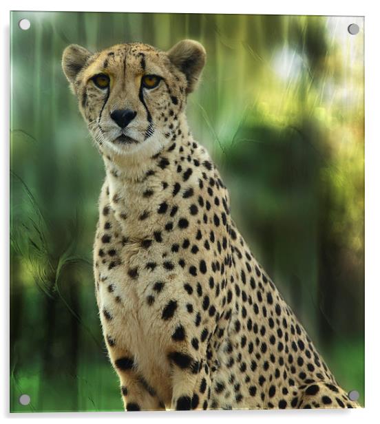 Cheetah Spots Acrylic by Elaine Manley