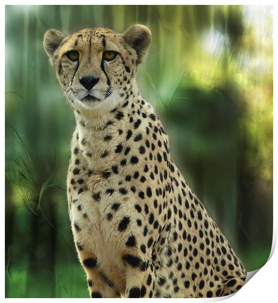 Cheetah Spots Print by Elaine Manley