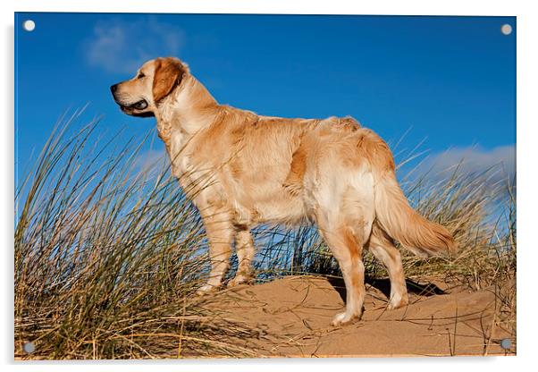 Golden Retriever Acrylic by Roger Green