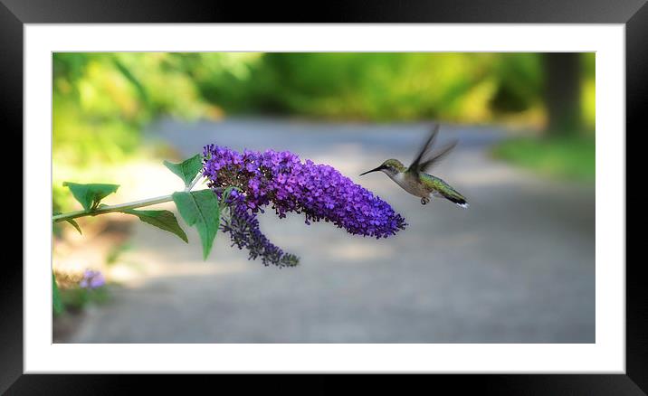 Hummingbird Framed Mounted Print by Elaine Manley