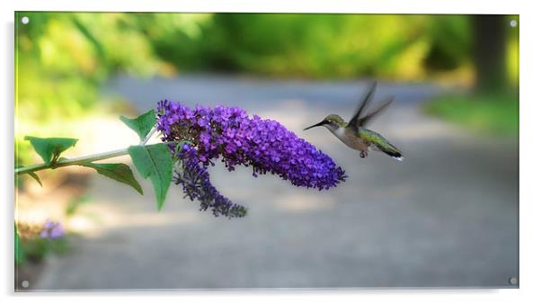 Hummingbird Acrylic by Elaine Manley