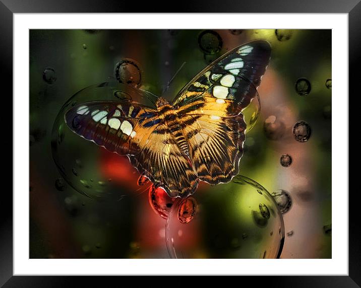 Butterfly and Bubbles Framed Mounted Print by Elaine Manley