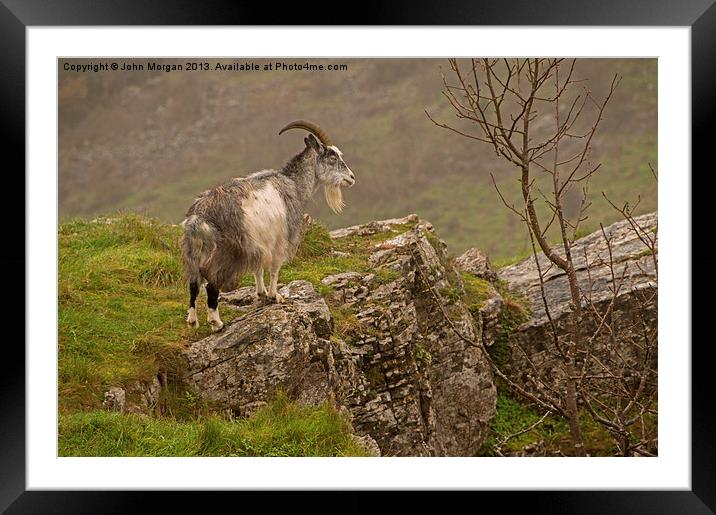 Mountain goat. Framed Mounted Print by John Morgan