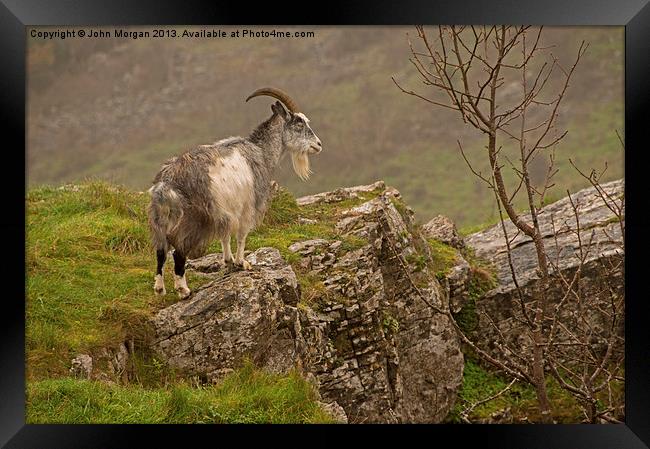Mountain goat. Framed Print by John Morgan
