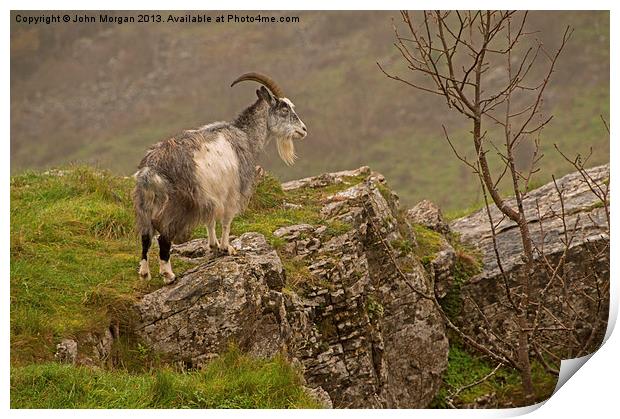 Mountain goat. Print by John Morgan