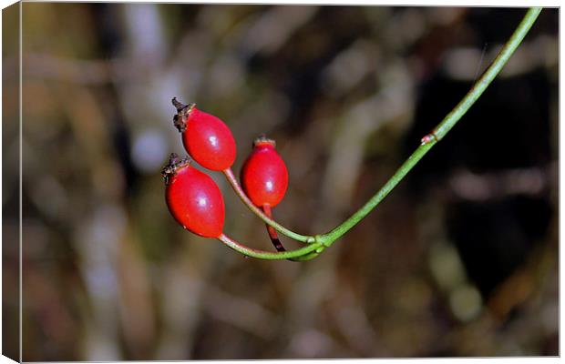 Rose hips Canvas Print by Tony Murtagh