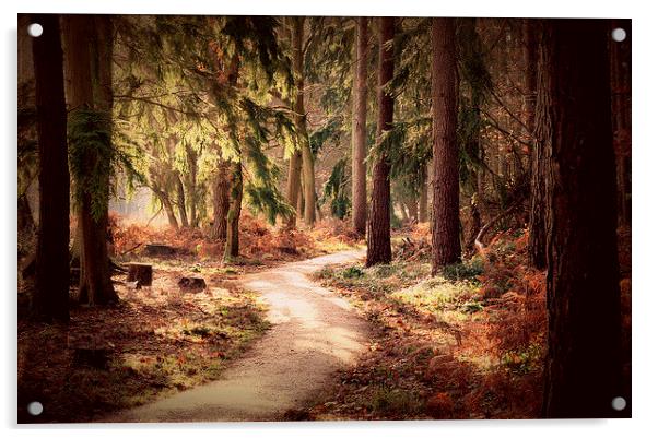 Woodland Walk Acrylic by Louise Godwin