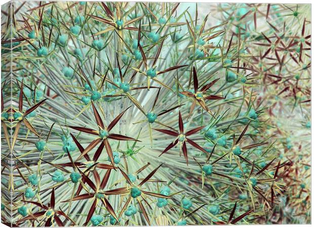allium abstract (teal and burgundy) Canvas Print by Heather Newton