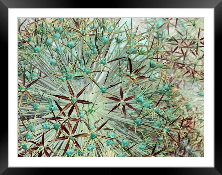 allium abstract (teal and burgundy) Framed Mounted Print by Heather Newton
