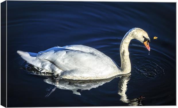 Swan on Canal Canvas Print by Tylie Duff Photo Art