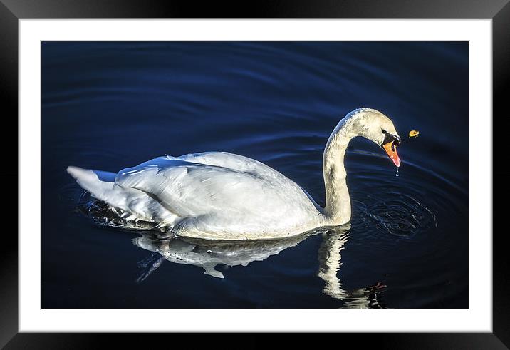 Swan on Canal Framed Mounted Print by Tylie Duff Photo Art