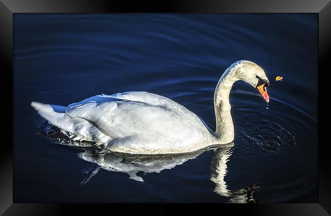 Swan on Canal Framed Print by Tylie Duff Photo Art