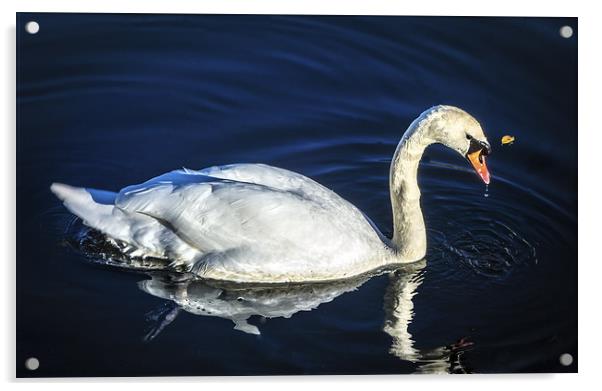 Swan on Canal Acrylic by Tylie Duff Photo Art