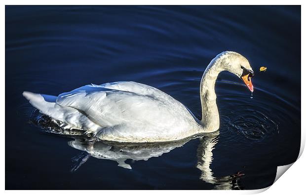 Swan on Canal Print by Tylie Duff Photo Art