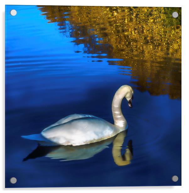 Swan Acrylic by Tylie Duff Photo Art