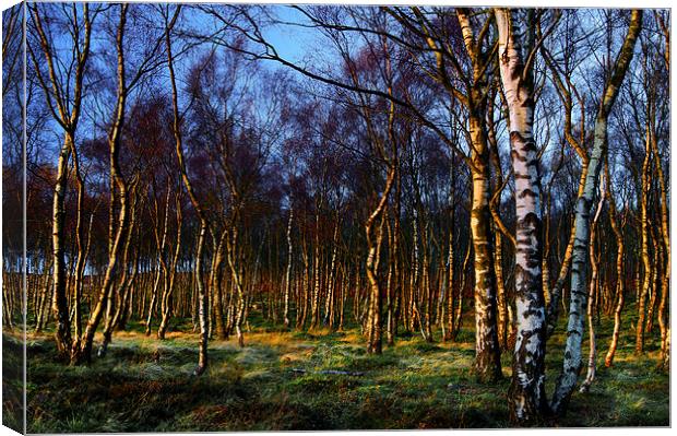 Silver Birch Wood Canvas Print by Darren Galpin