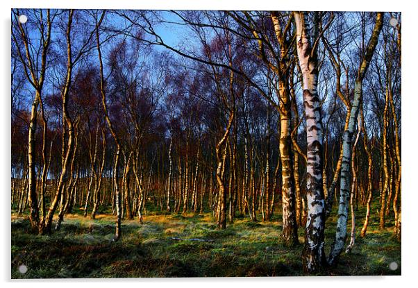 Silver Birch Wood Acrylic by Darren Galpin