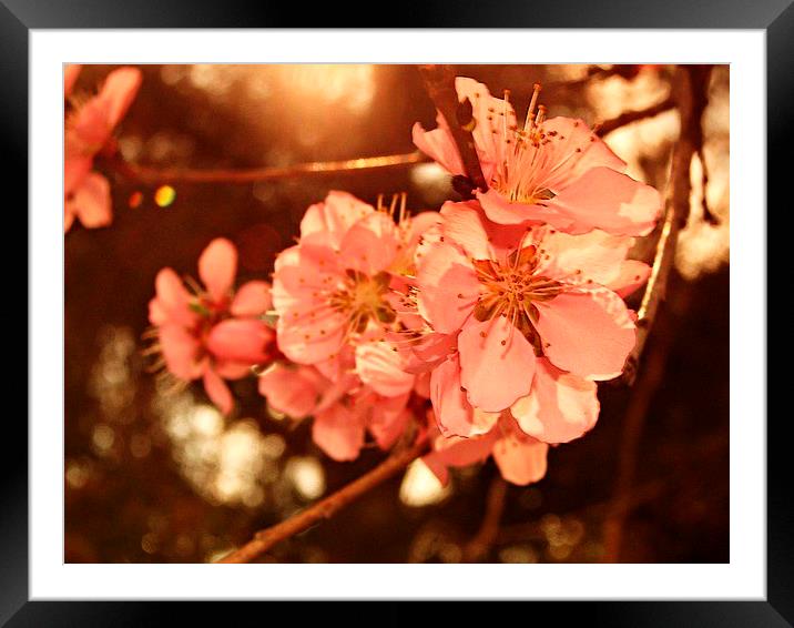 Peach Blossoms Framed Mounted Print by Pics by Jody Adams