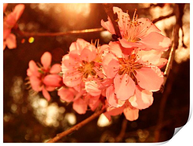 Peach Blossoms Print by Pics by Jody Adams