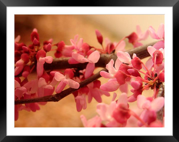 Redbud Blooms Framed Mounted Print by Pics by Jody Adams