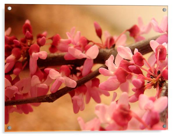 Redbud Blooms Acrylic by Pics by Jody Adams