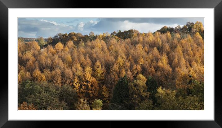 Larch Cottage Framed Mounted Print by David Tinsley