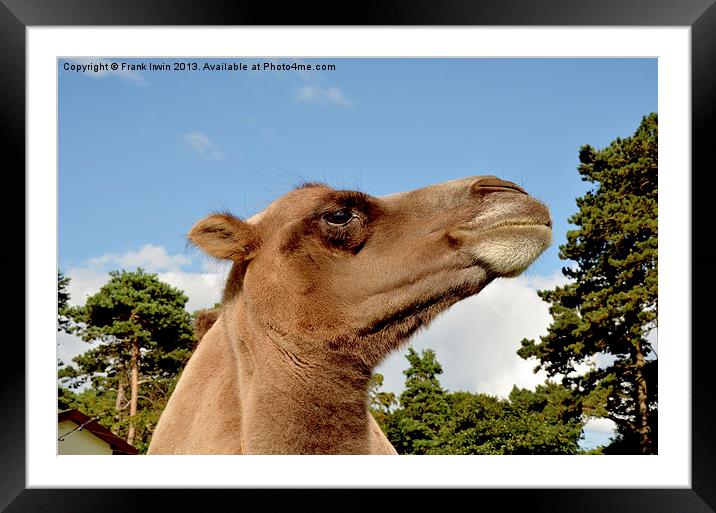 A Bactrian camel in captivity Framed Mounted Print by Frank Irwin