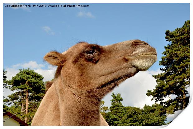 A Bactrian camel in captivity Print by Frank Irwin