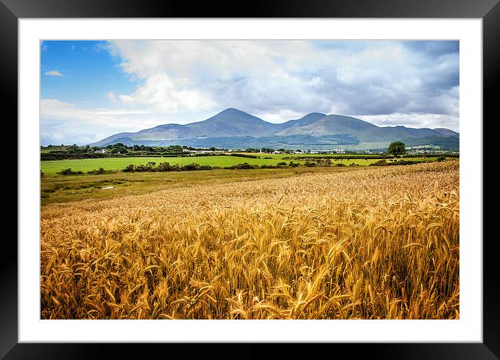 Mournes in harvest time Framed Mounted Print by David McFarland