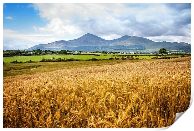 Mournes in harvest time Print by David McFarland