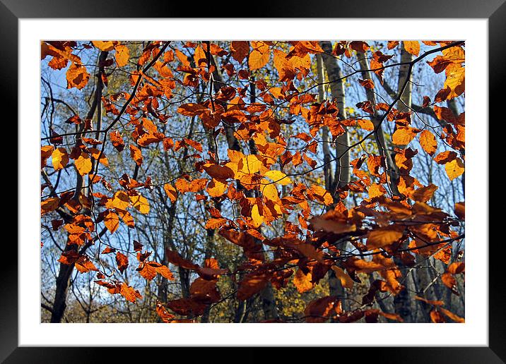 Autumn leaves Framed Mounted Print by Tony Murtagh